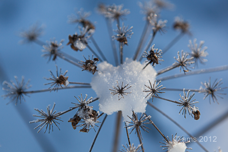 Snowflower