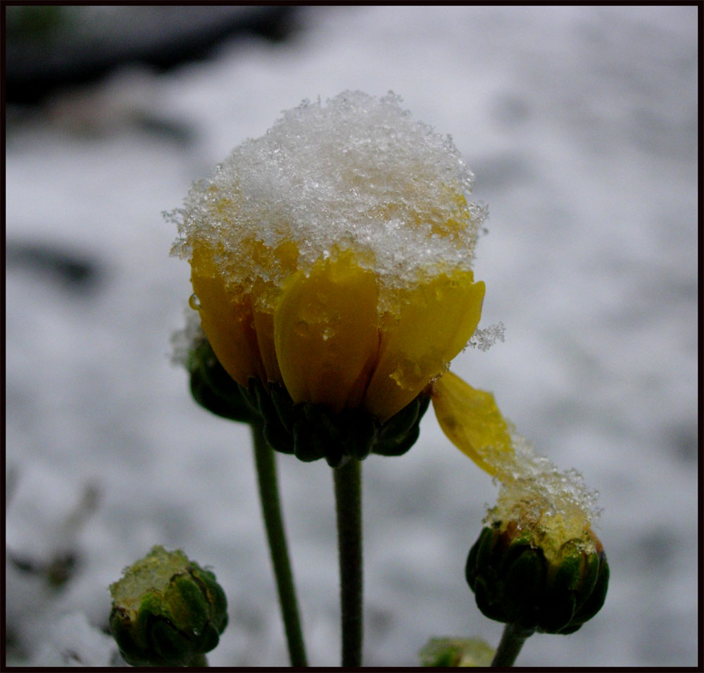 Snowflower