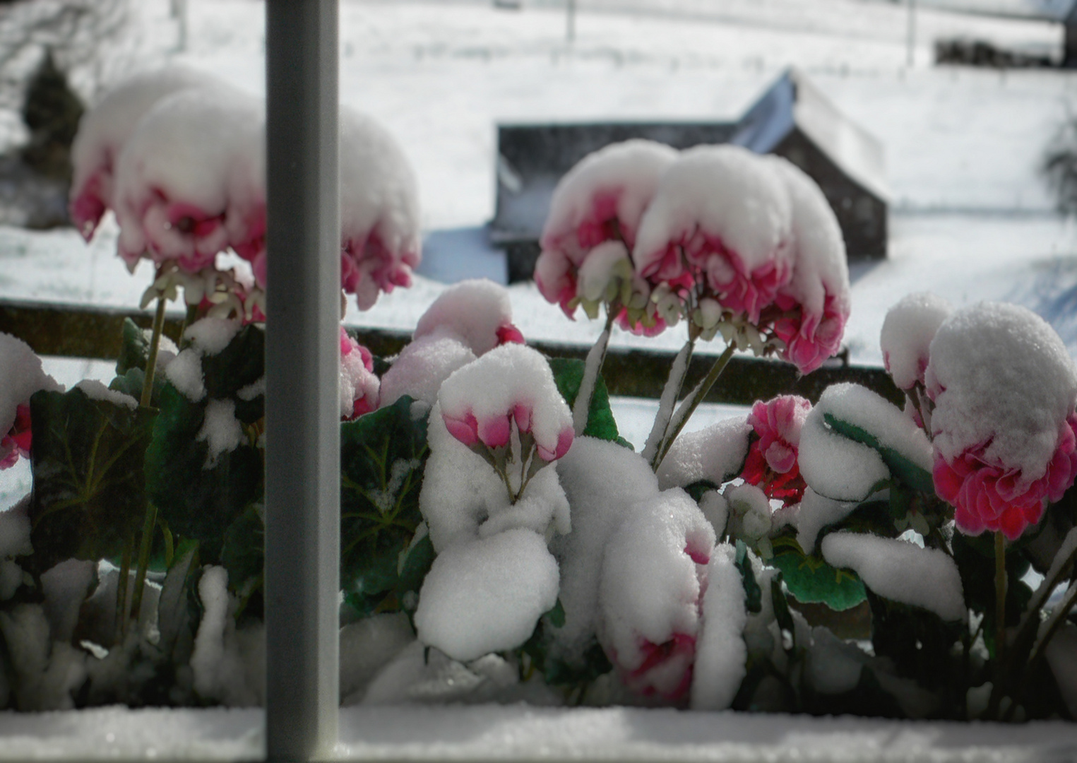 snowflowers