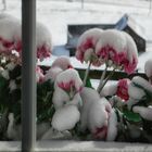 snowflowers