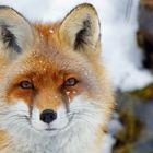 Snowfox