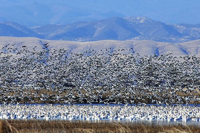 Snowgeese Lifting Off the Water at the Sacramento National Wildlife Refuge