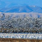 Snowgeese Lifting Off the Water at the Sacramento National Wildlife Refuge