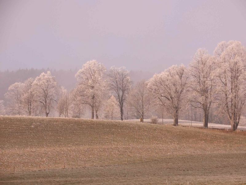 snowless winter