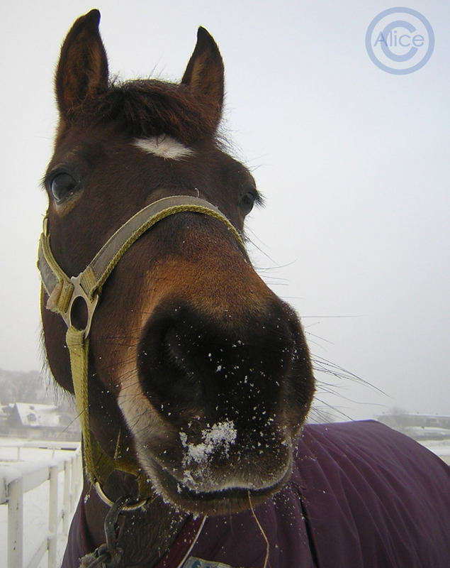 Snowprincess