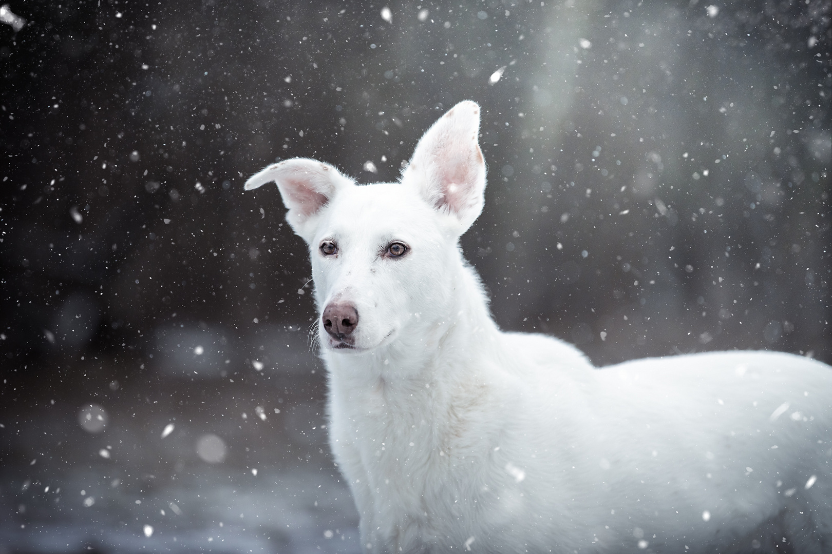 Snowqueen