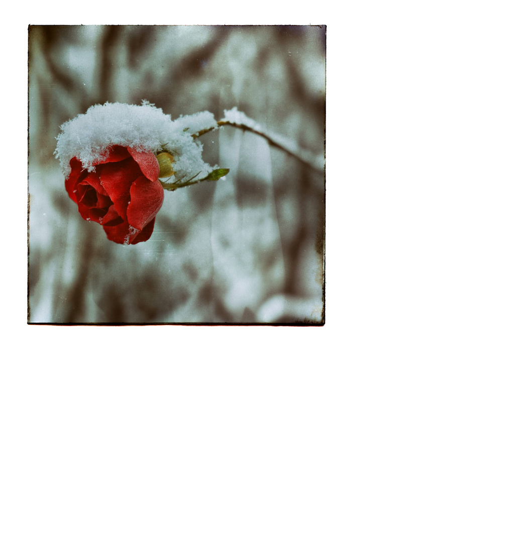 Snowrose