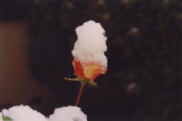 snowrose