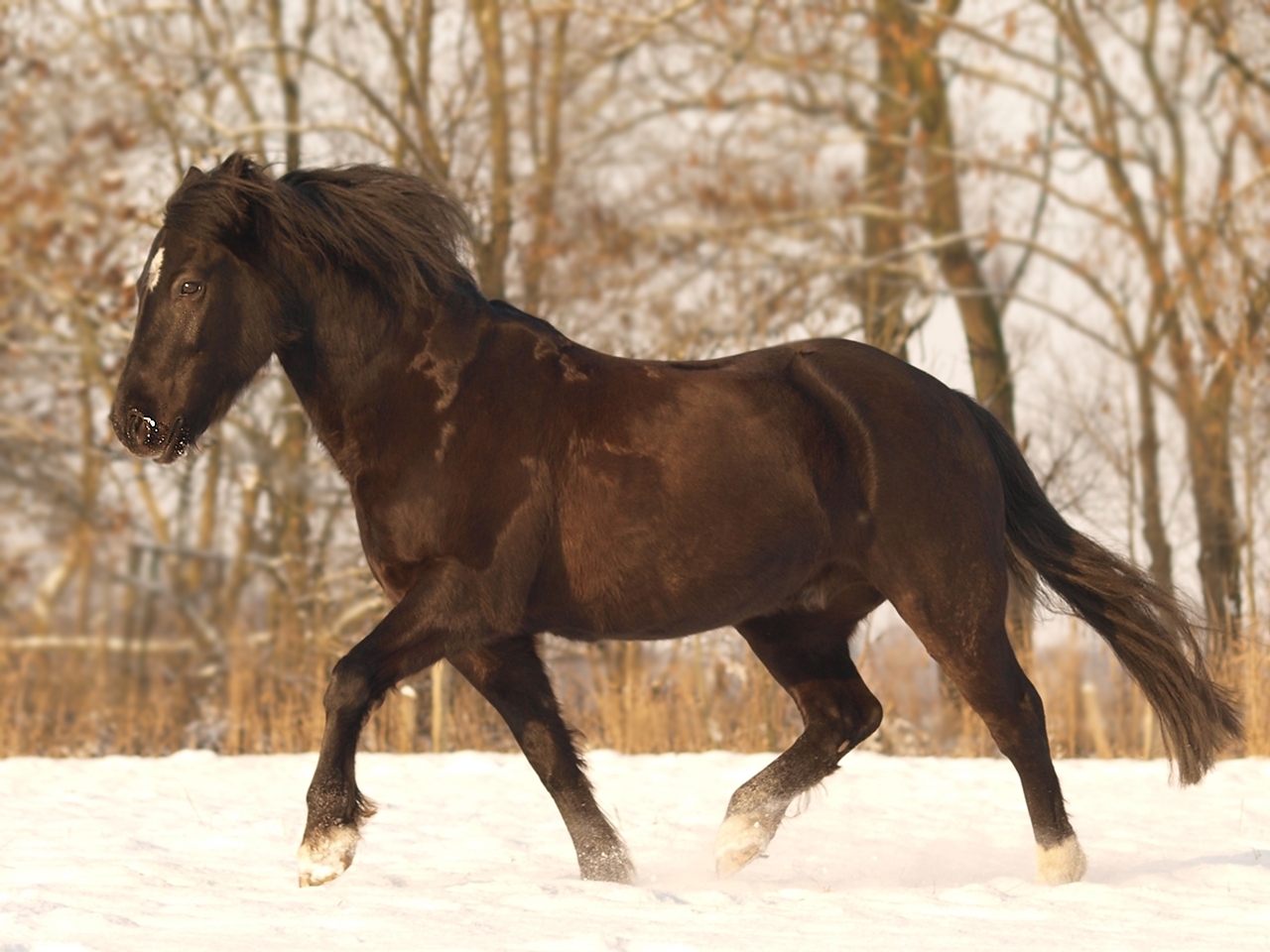 Snowrunning