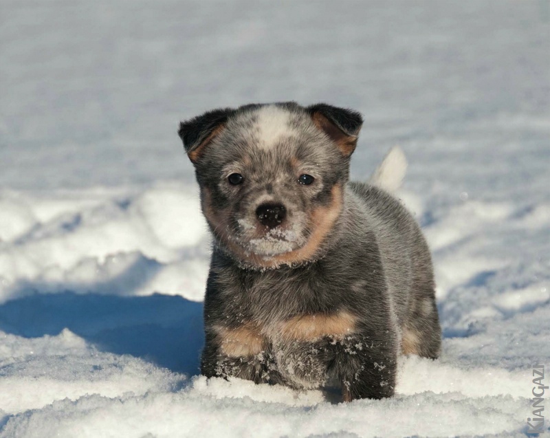 Snowses on baby noses