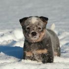 Snowses on baby noses