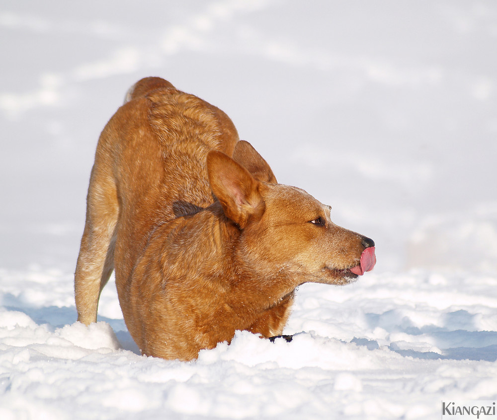 snowses on noses...