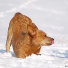 snowses on noses...