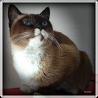 Snowshoe Katze(1)