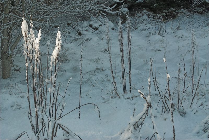 SnowStraws in Sunny light