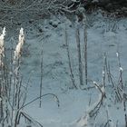 SnowStraws in Sunny light