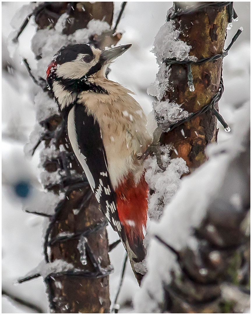 " snowtime "