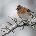 "snowtime" - Bergfink auf einer Feuerdornrispe  .....