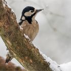 "snowtime" - Frau Buntspecht auf einem Kornelkirschenast  .....