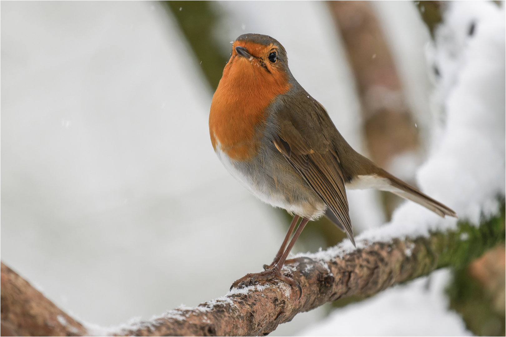 "snowtime" -Rotkehlchen auf einem Kornelkirschenast  .....