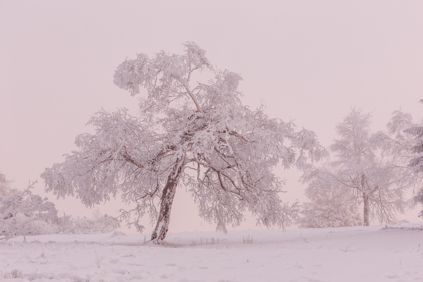 snowtree