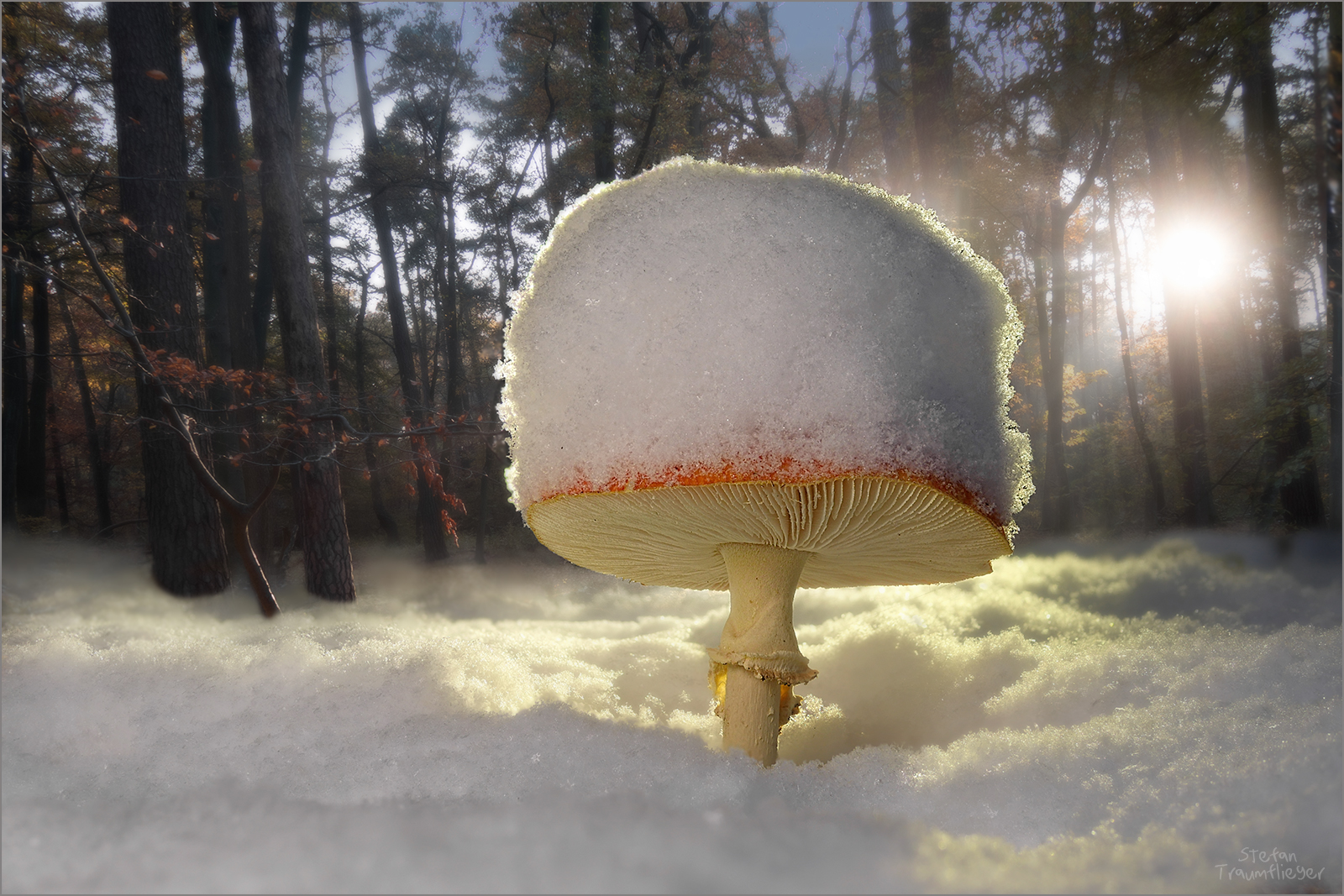 snowy amanita