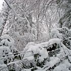 Snowy barbed Wire