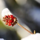 Snowy bough