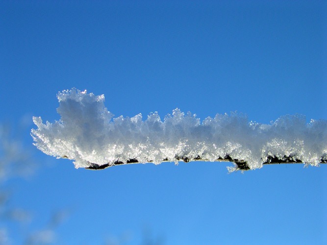 Snowy Branch