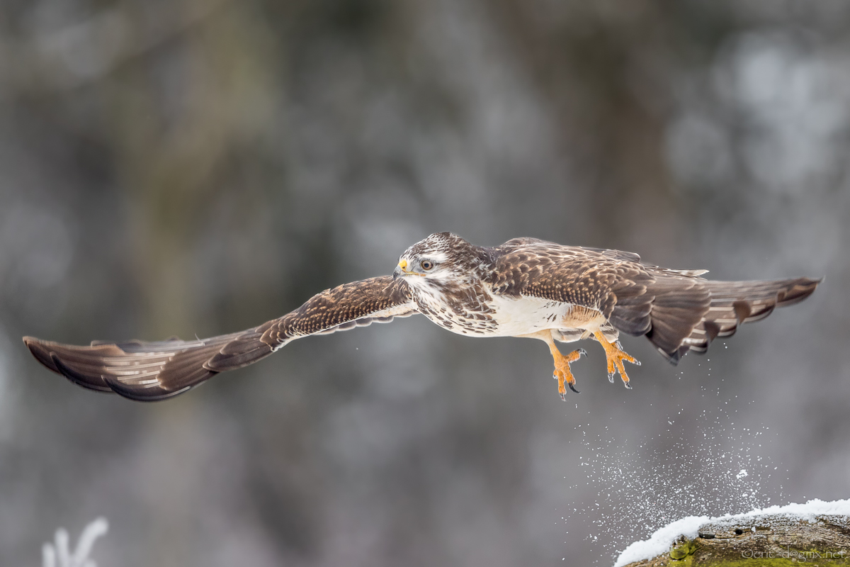 Snowy Buteo Buteo