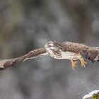 Snowy Buteo Buteo