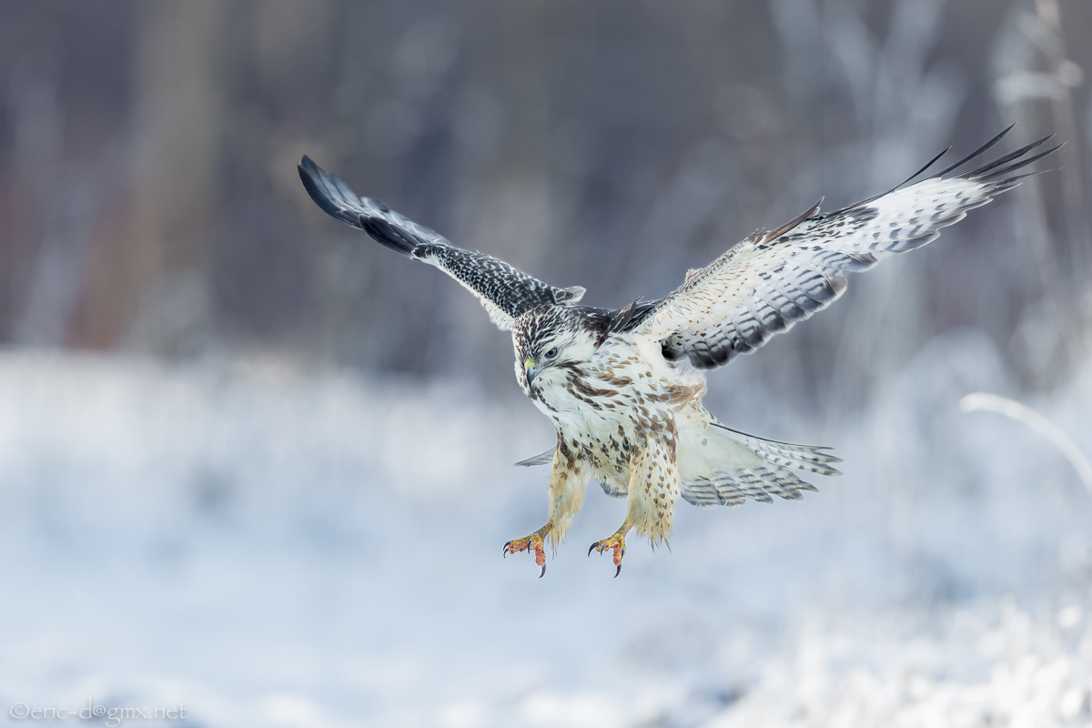 Snowy Buteo Buteo