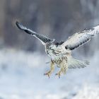 Snowy Buteo Buteo