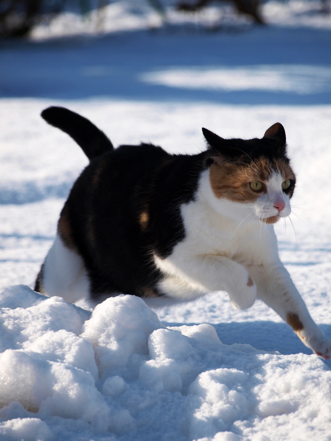 snowy Cat