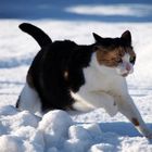 snowy Cat