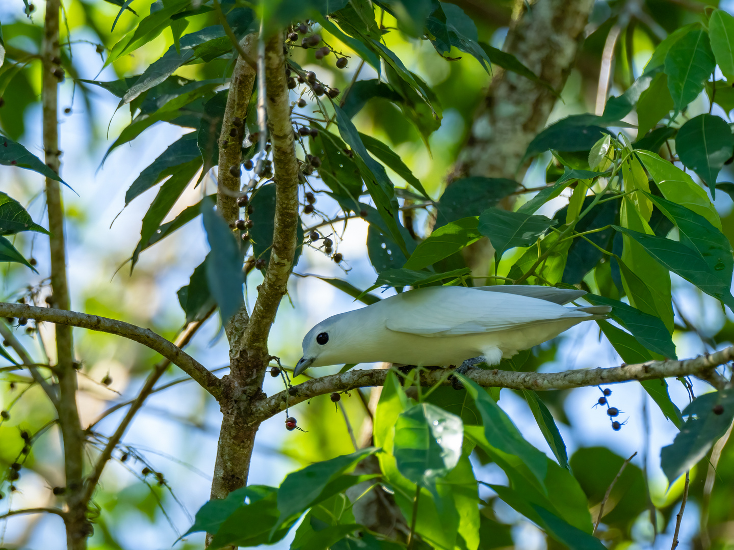 Snowy Cotinga - Costa Rica