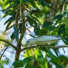 Snowy Cotinga - Costa Rica