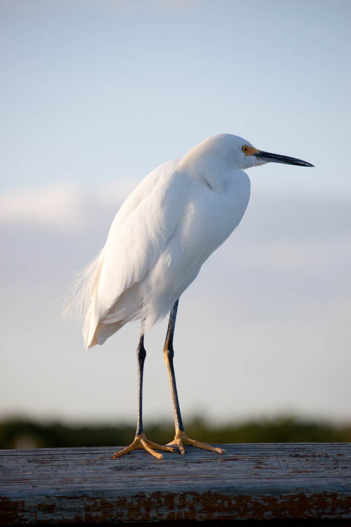 Snowy Egret