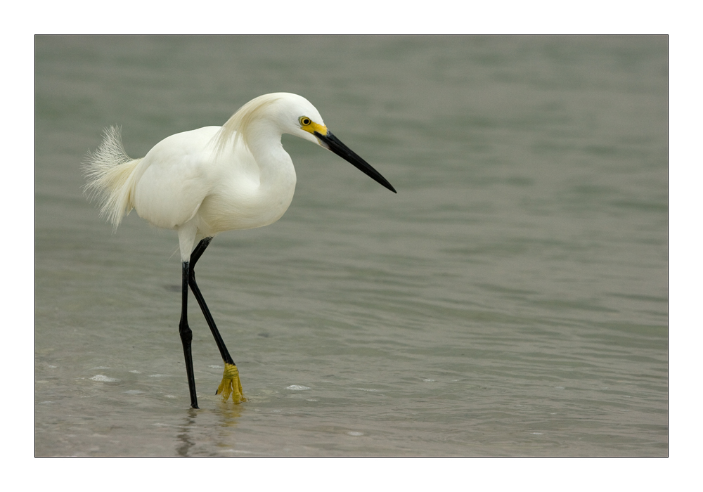 Snowy Egret