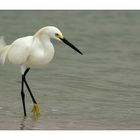 Snowy Egret