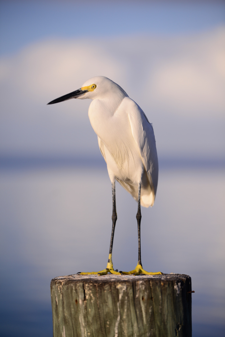 Snowy Egret