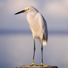 Snowy Egret