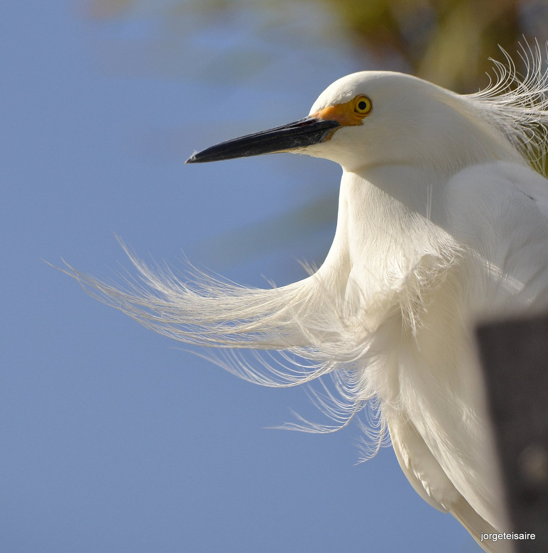 Snowy Egret