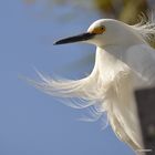 Snowy Egret