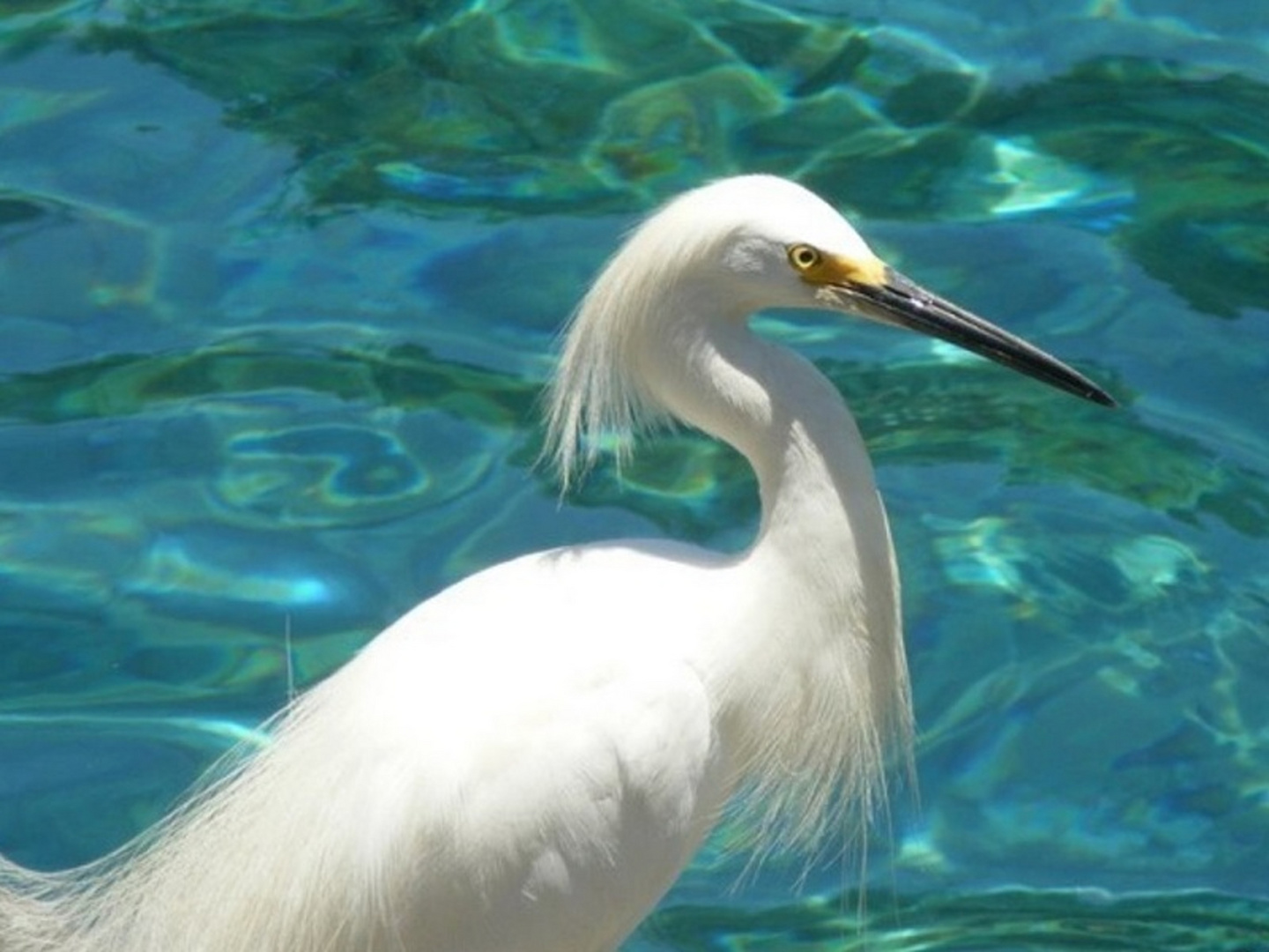 Snowy Egret