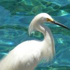 Snowy Egret