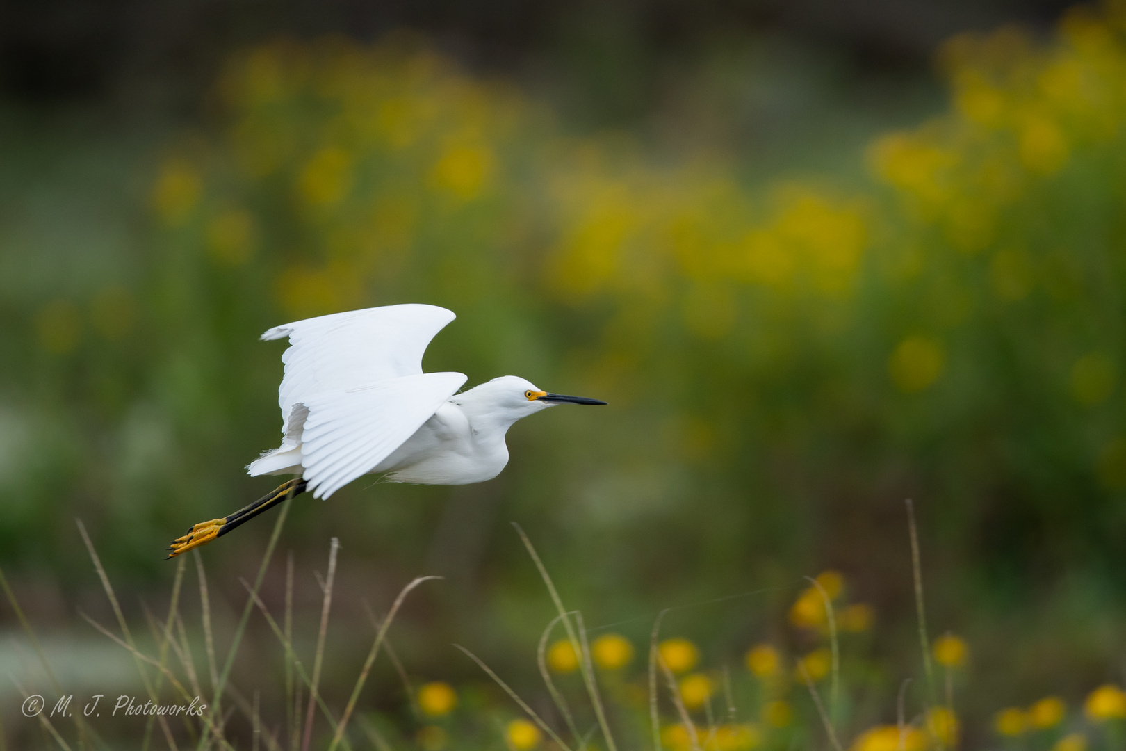 Snowy Egret