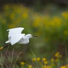 Snowy Egret