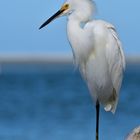 Snowy Egret