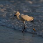 Snowy Egret beim Fischfang